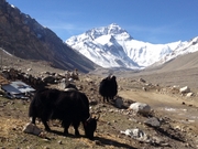 Tibet Tour and treks