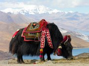 Tibet Tour and treks